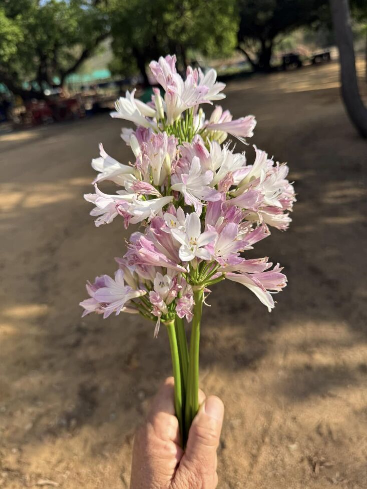 \2\20;just saw this plant innovation from the home depot plant trials: t 33