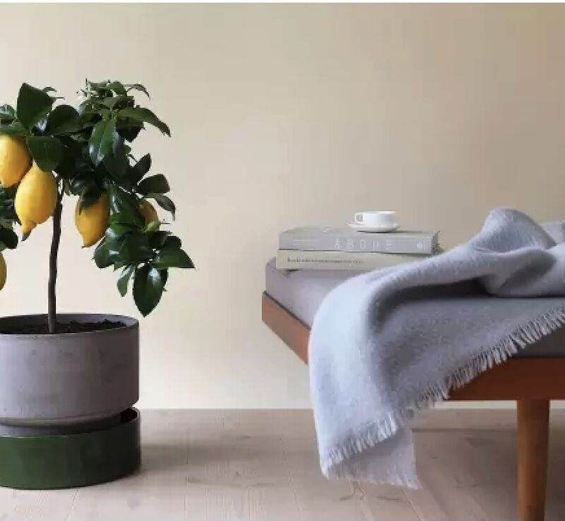 bergs pottery planter from goodee  