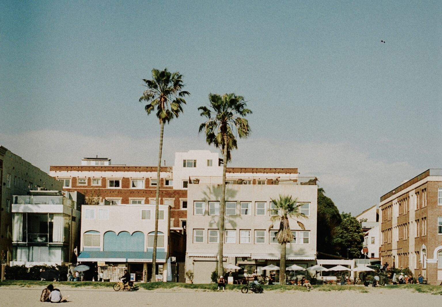 fig tree from the beach  