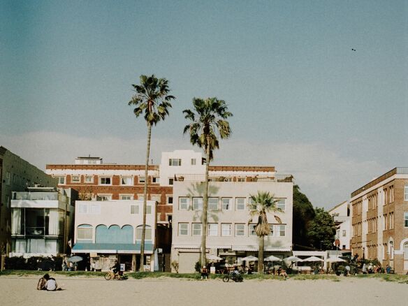 fig tree from the beach  
