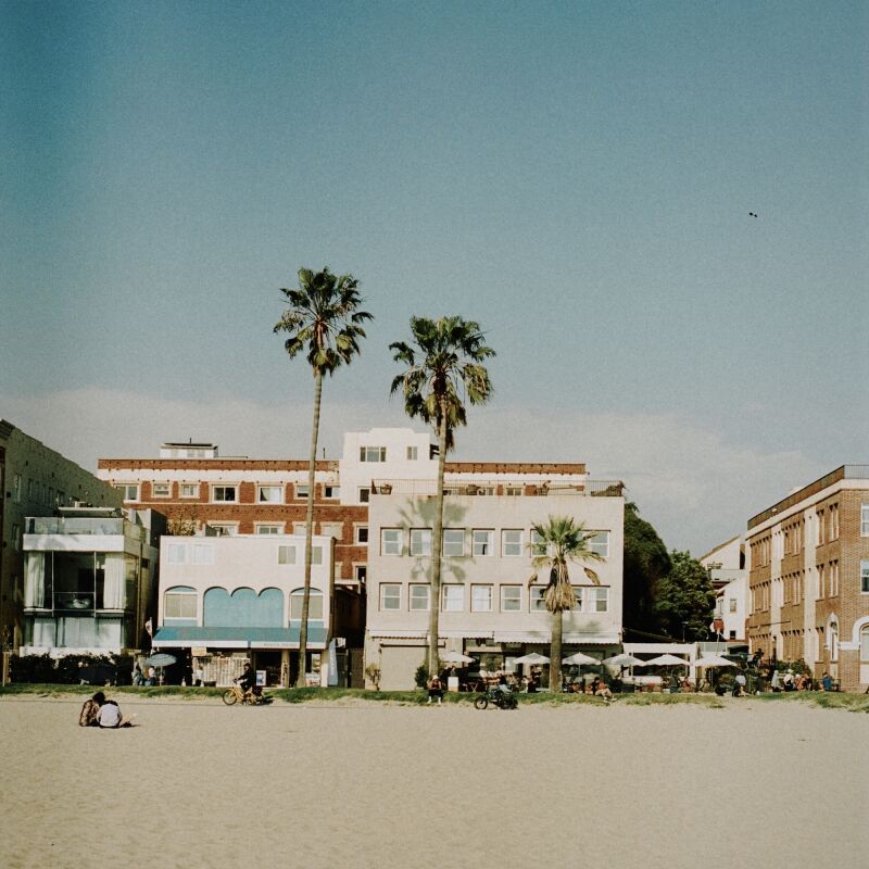fig tree from the beach  