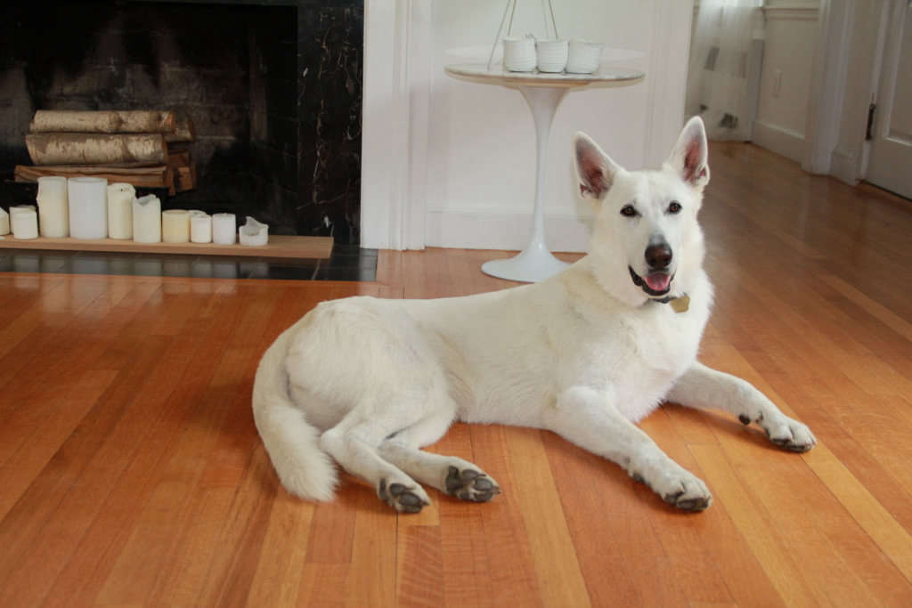 white german shepherd + fireplace and candles 13